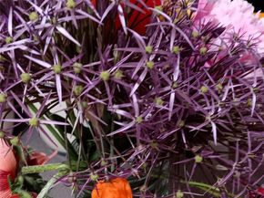 8095 E Lehigh Avenue, Denver CO 80237