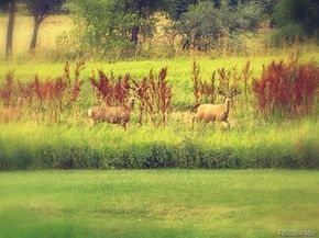 16011 W 56th Place, Golden CO 80403