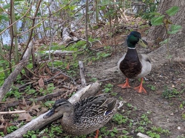 66 Canal C, Medford MA 02155