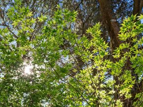 6600 Heather Ridge Way, Oakland CA 94611