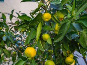 471 El Rio, Danville CA 94526