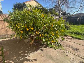 1266 Washington Ave, Albany CA 94706