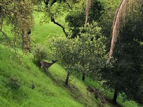 2933 Ptarmigan Dr 3, Walnut Creek CA 94595