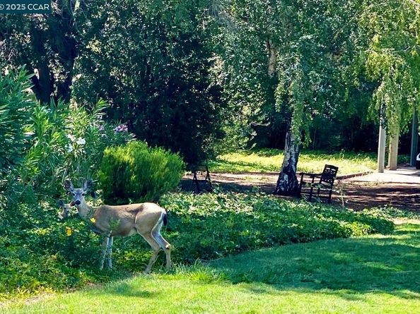 2933 Ptarmigan Dr 3, Walnut Creek CA 94595