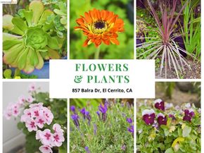 857 Balra Dr, El Cerrito CA 94530