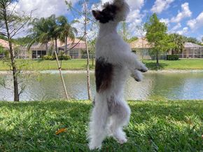 8251 Tobago Lane, Wellington FL 33414