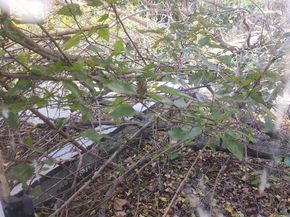 251 E Haines Street, Philadelphia PA 19144