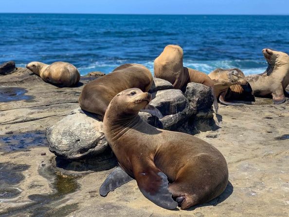 302 Prospect Street 7, La Jolla CA 92037