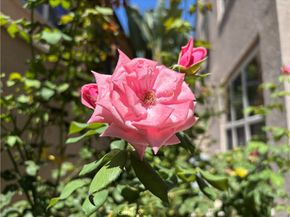 37 Peony, Irvine CA 92618