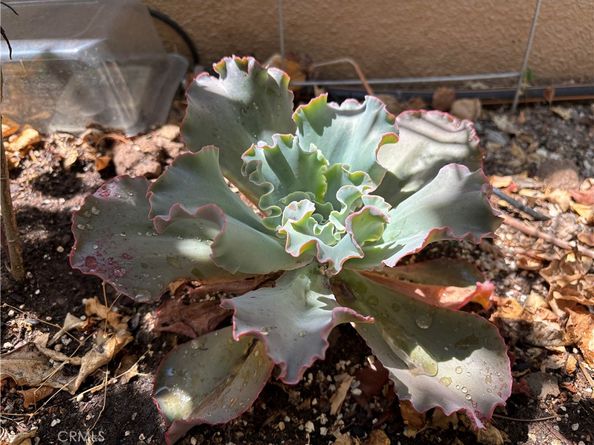 37 Peony, Irvine CA 92618