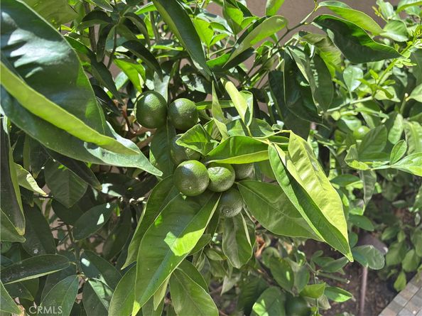 37 Peony, Irvine CA 92618