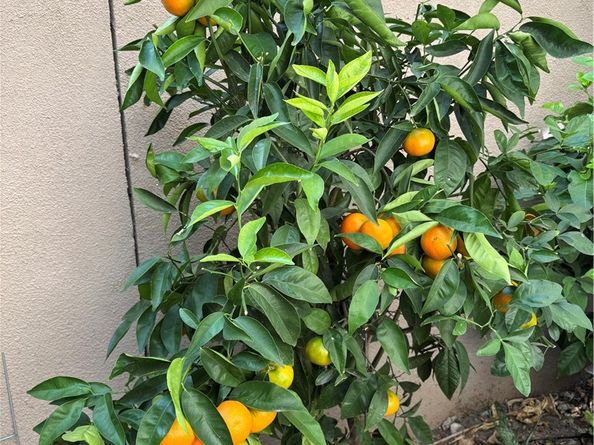 37 Peony, Irvine CA 92618