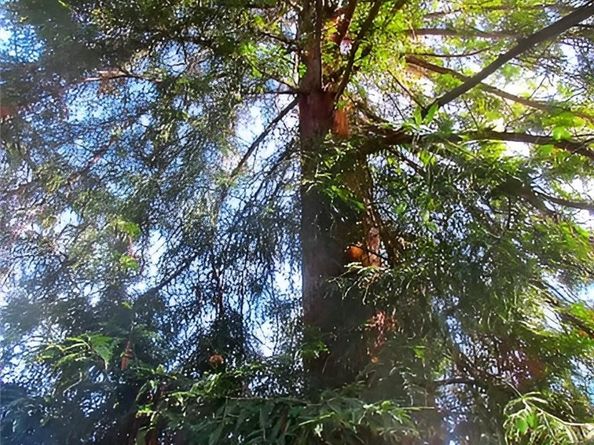 677 Elm Street, San Jose CA 95126