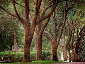 26442 McDonald Road, Spring TX 77380