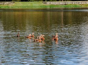 3 Black Cormorant Place, The Woodlands TX 77380