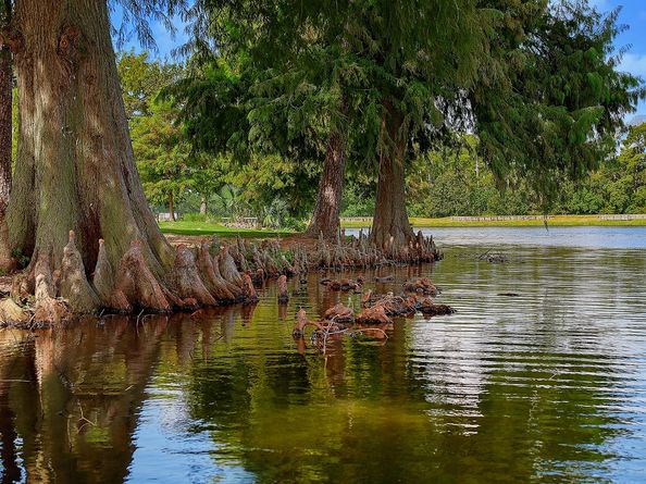3 Black Cormorant Place, The Woodlands TX 77380