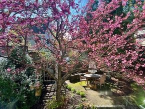 121 Thorndike Street, Brookline MA 02446