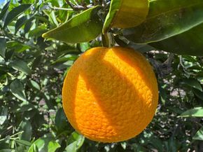 1647 Jupiter Drive, Milpitas CA 95035