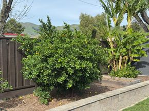 1647 Jupiter Drive, Milpitas CA 95035