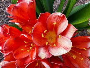 1647 Jupiter Drive, Milpitas CA 95035