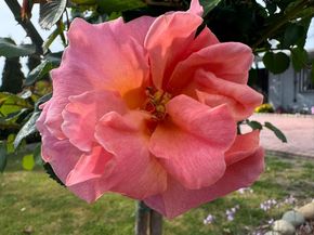 1647 Jupiter Drive, Milpitas CA 95035