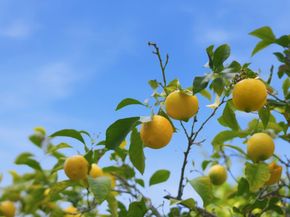 3611 Groesbeck Hill Drive, San Jose CA 95148