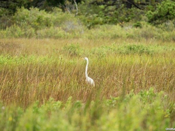 53 Crassen Boulevard 31, Amagansett NY 11930