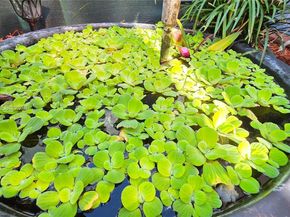 3777 SE 1st St, Homestead FL 33033