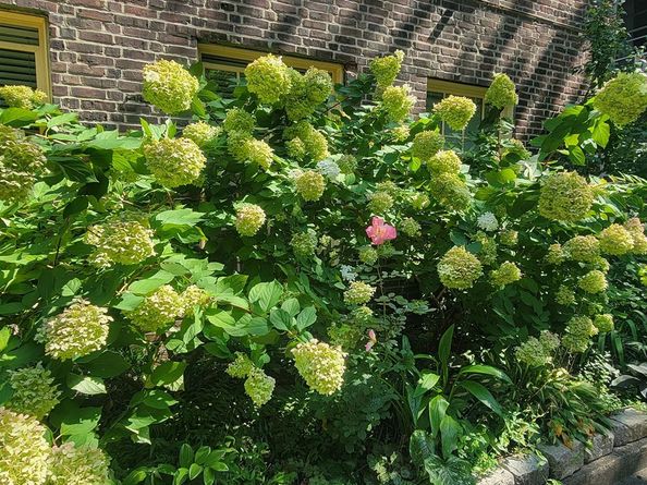 37-33 84th Street 21, Queens NY 11372