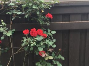 672  Channel Ridge Drive , Rockwall Texas 75087