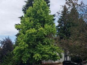 12709 NE 116th Street C304, Kirkland WA 98034