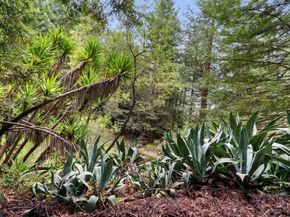 163 Buzzard Lagoon Road, Watsonville CA 95076