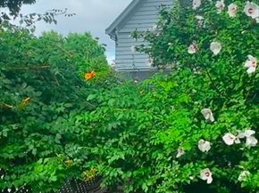 13 Nelson St 13, Winchester MA 01890