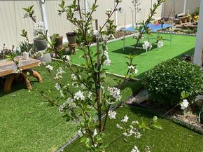 813 Piermont Street, Philadelphia PA 19116