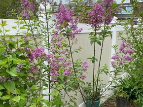 813 Piermont Street, Philadelphia PA 19116