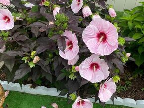 813 Piermont Street, Philadelphia PA 19116