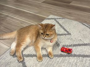 3850 Woodhaven Road 708, Philadelphia PA 19154