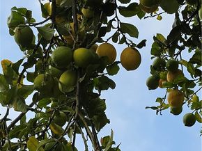 231 S Gain, Anaheim CA 92804