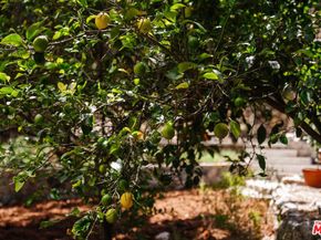 10610 Pinyon Avenue, Tujunga CA 91042