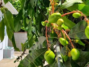 8130 Grimsby Avenue, Los Angeles CA 90045