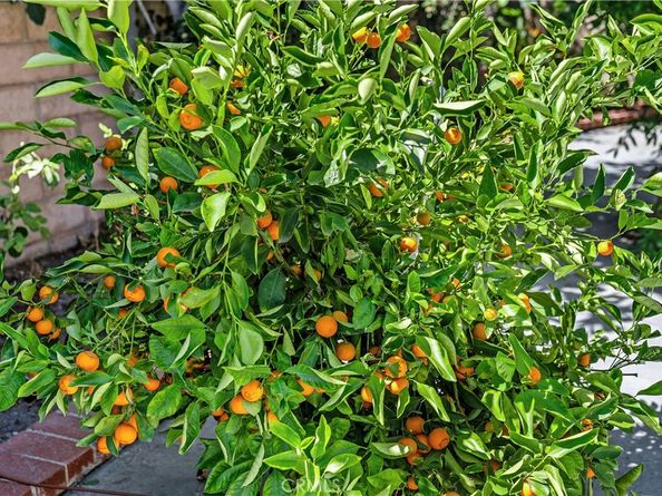 30 Entrada W, Irvine CA 92620