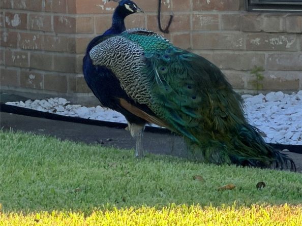 7146 Bayou Forest Drive, Houston TX 77088