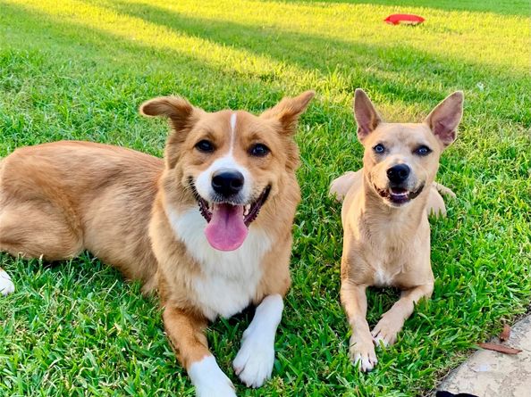 1436 W 24th Street, Houston TX 77008