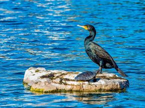 145 Montana Del Lago, Rancho Santa Margarita CA 92688