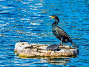 145 Montana Del Lago, Rancho Santa Margarita CA 92688