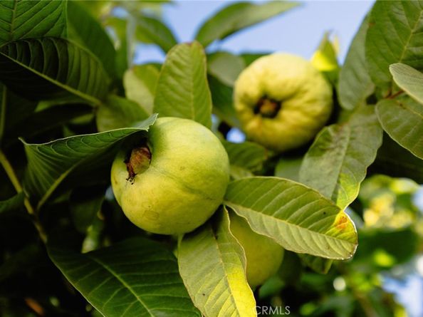 4607 Earle Avenue, Rosemead CA 91770