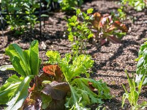 6004 Orchard Ave, Richmond CA 94804