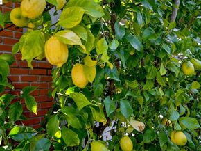 181 Paraiso Dr, Danville CA 94526