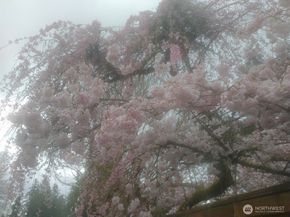 8129 NE 131st Street, Kirkland WA 98034