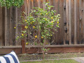 357 Sunnyslope Drive, Fremont CA 94536